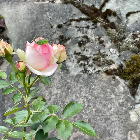 Mazot Agora & Family Trip - Ouest R+1