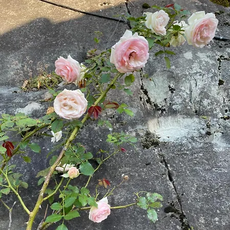 아파트 Mazot Agora & Family Trip - Ouest R+1 Salvan